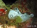 Vaca de mar ( Aplysia dactylomela )1